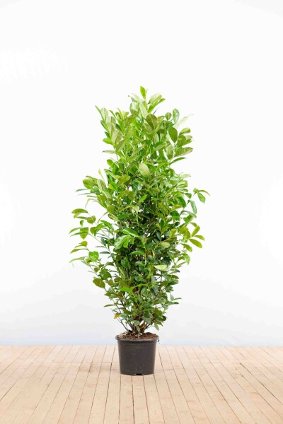 Laurier-palme / Prunus Laurocerasus Rotundifolia 150-175 cm - Pot