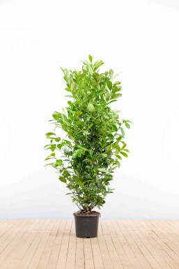 Laurier-palme / Prunus Laurocerasus Rotundifolia 150-175 cm - Pot