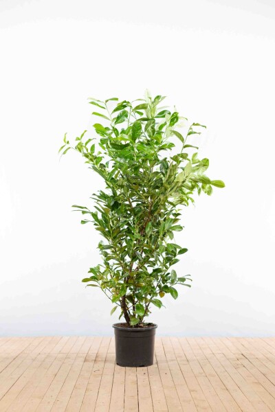 Laurier-palme / Prunus Laurocerasus Rotundifolia 175-200 cm - Pot