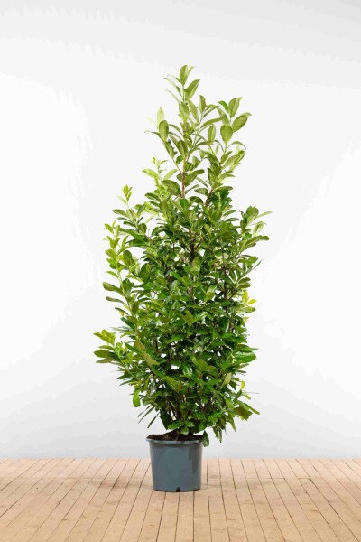 Laurier-palme / Prunus Laurocerasus Rotundifolia 200-225 cm - Pot