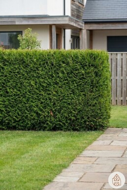 Thuya Occidentalis Brabant 200-225 cm - Pot