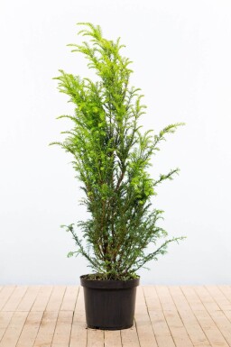 If Commun / Taxus Baccata 120-140 cm - Pot