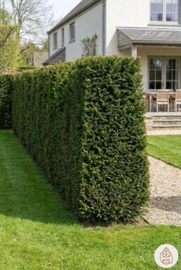 If Commun / Taxus Baccata 140-160 cm - Pot