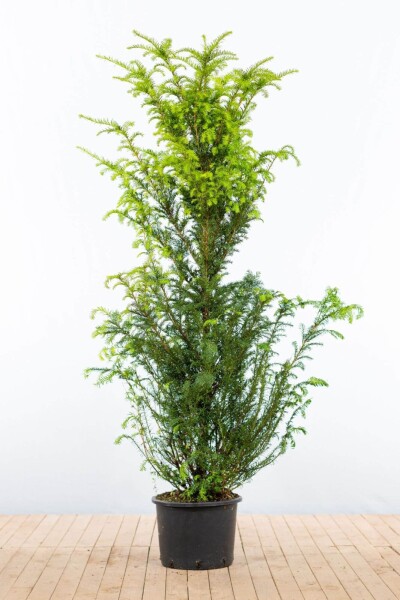 If Commun / Taxus Baccata 160-180 cm - Pot