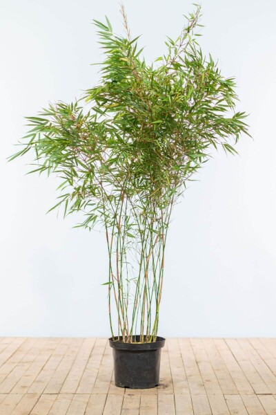 Bambou / Fargesia Rufa 150-175 cm - Pot