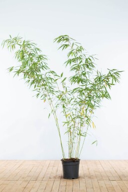 Bambou / Fargesia Rufa 175-200 cm - Pot