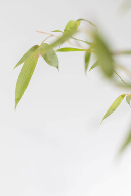 Bambou / Phyllostachys Aurea 200-225 cm - Pot