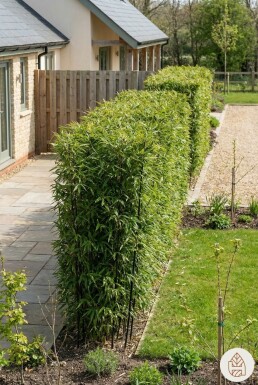Bambou Noir / Phyllostachys Nigra 200-225 cm - Pot