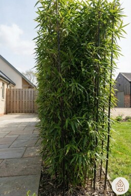 Bambou Noir / Phyllostachys Nigra 200-225 cm - Pot
