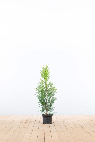 Thuya Plicata Excelsa 60-80 cm - Pot