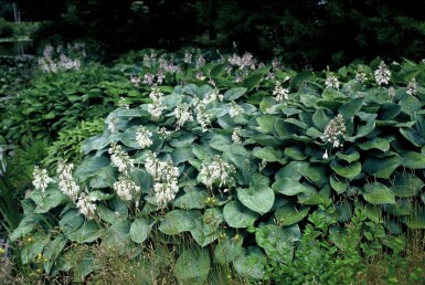 Hosta sieboldiana 'Elegans' P17