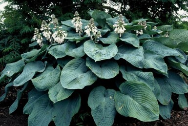 Hosta sieboldiana 'Elegans' P17
