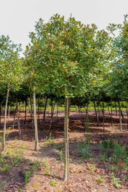 Photinia fraseri 'Red Robin' haute-tige 10/12