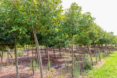 Photinia fraseri 'Red Robin' haute-tige 10/12