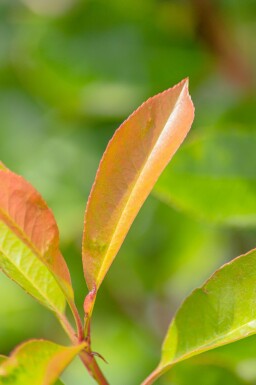 Photinia fraseri 'Red Robin' haute-tige 10/12