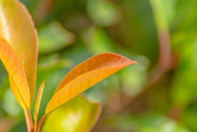 Photinia fraseri 'Red Robin' haute-tige 10/12