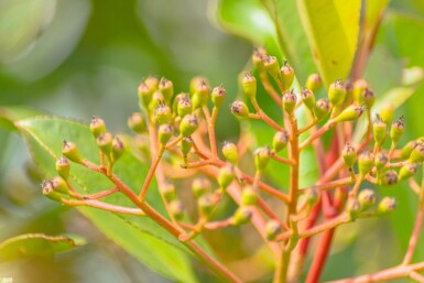 Photinia fraseri 'Red Robin' haute-tige 10/12