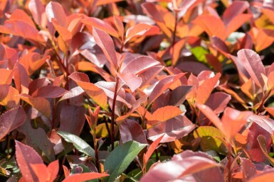 Photinia fraseri 'Red Robin' haute-tige 10/12