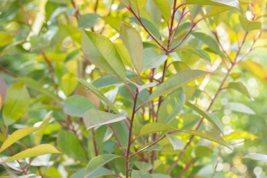 Photinia fraseri 'Red Robin' haute-tige 10/12