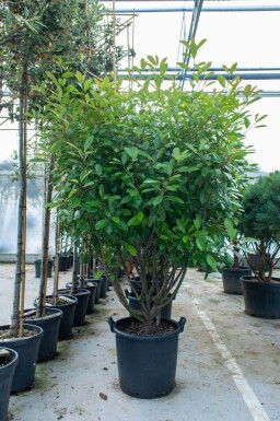 Photinia fraseri 'Red Robin' cépée