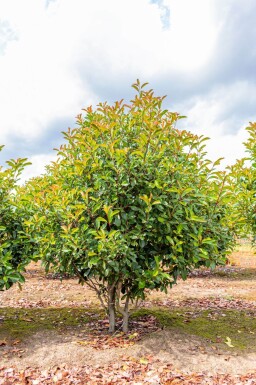 Photinia fraseri 'Red Robin' cépée