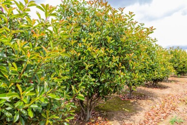 Photinia fraseri 'Red Robin' cépée 200-250