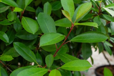 Photinia fraseri 'Red Robin' cépée 200-250
