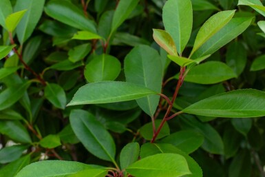 Photinia fraseri 'Red Robin' cépée 200-250
