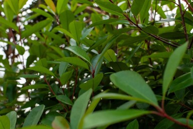 Photinia fraseri 'Red Robin' cépée 200-250