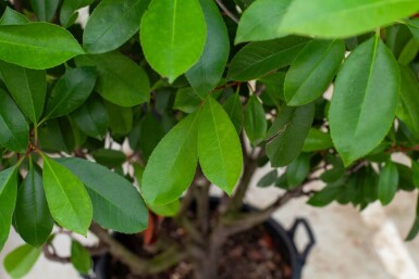 Photinia fraseri 'Red Robin' cépée 200-250