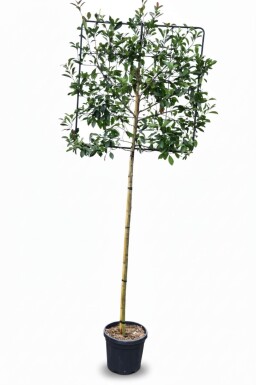 Photinia fraseri 'Red Robin' espalier