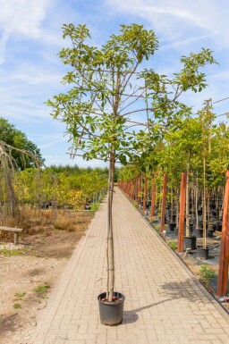 Photinia fraseri 'Red Robin' espalier
