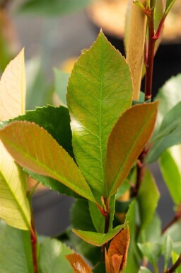 Photinia fraseri 'Red Robin' espalier 8/10 190cm tronc 150b x 120h