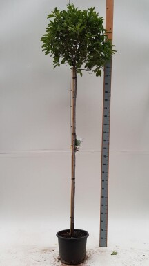 Photinia fraseri 'Red Robin' boule sur tige