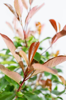 Photinia fraseri 'Red Robin' demi-tige