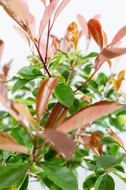 Photinia fraseri 'Red Robin' demi-tige