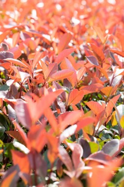 Photinia fraseri 'Red Robin' demi-tige 120cm tronc