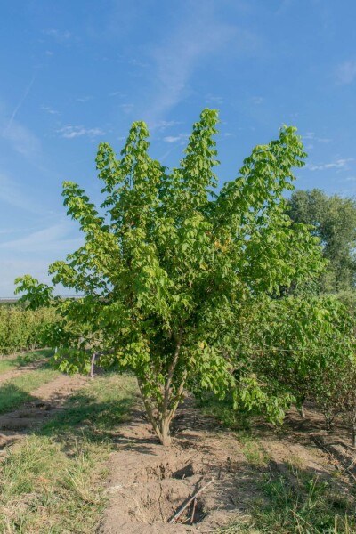 Acer buergerianum cépée 350-400
