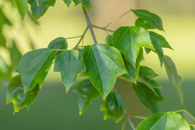 Acer buergerianum cépée 350-400