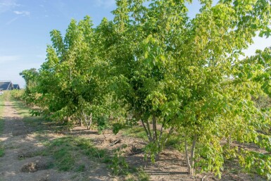 Acer buergerianum cépée 350-400
