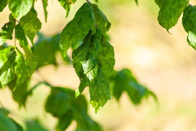 Acer buergerianum cépée 350-400