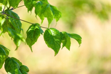 Acer buergerianum cépée 350-400