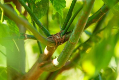 Acer buergerianum cépée 350-400
