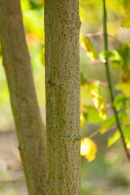 Acer buergerianum cépée 350-400