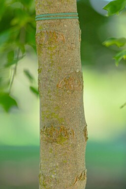 Acer buergerianum cépée 350-400