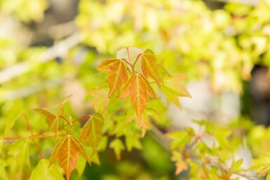 Acer buergerianum cépée 350-400