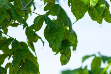 Acer buergerianum cépée 350-400