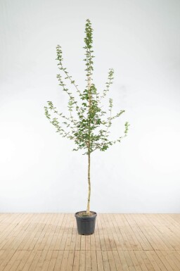 Acer campestre haute-tige