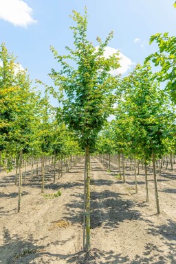 Acer campestre haute-tige