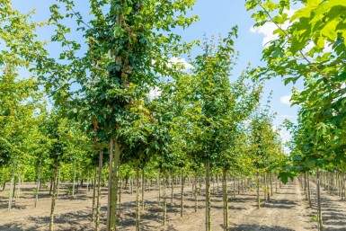 Acer campestre haute-tige 12/14 cm
